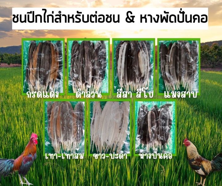 ปีกไก่ตัวผู้สวยๆ-2-4-2-5กก-ชุดสำหรับใช้ต่อสวยงาม-ปีกไก่ชน