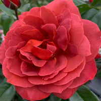 20 เมล็ด กุหลาบ นำเข้า Modern Bush Rose Seeds สายพันธุ์ Hot Chocolate ดอกไม้สีแดง