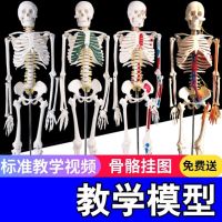 Skeleton vascular medicine with muscle load-point lumbar femoral neck cervical vertebra pelvis science of human body skeleton model