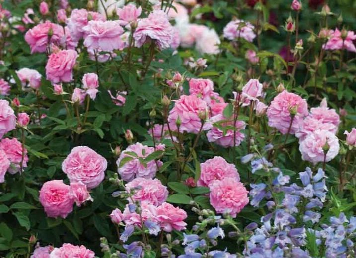 30-เมล็ด-เมล็ดพันธุ์-harlow-carr-สายพันธุ์อังกฤษ-ดอกกุหลาบ-นำเข้าจากอังกฤษ-ดอกใหญ่-พร้อมคู่มือปลูก-english-rose-seed