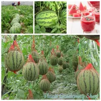 ( Promotion+++) คุ้มที่สุด เมล็ดพันธุ์ แตงโม Super Sweet Watermelon Seeds Fruit Seeds บรรจุ เมล็ดพันธุ์คุณภาพสูง 20 เมล็ด เมล็ดพันธุ์แท้ ต้นไม้แคระ ราคาดี พรรณ ไม้ น้ำ พรรณ ไม้ ทุก ชนิด พรรณ ไม้ น้ำ สวยงาม พรรณ ไม้ มงคล