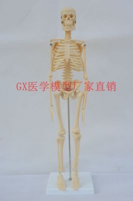 The new GX yellow human body skeleton model 45 cm small human body skeleton model removable teaching medical support