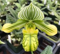 กล้วยไม้,รองเท้านารี,รองเท้านารีวีนัสตั้มเผือก Paphiopedilum venustum alba 1 plant