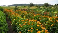 Calendula Balls Orange Flower ดอกคาเลนดูล่า สีส้ม