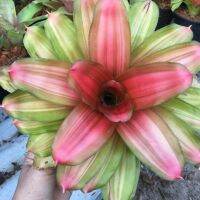 สับปะรดสี Neo Orange Gold #bromeliad# ต้นไม้สวยงาม# ไม้ประดับ# ตกแต่งสวน# ปลูกตกแต่งบ้าน# ไม้มงคล# ขายราคาถูก