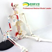 ENOVO h 85 cm medicine human body skeleton model neuromuscular start-stop skeleton spine with yoga teaching