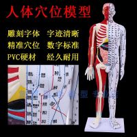 Skin and muscle anatomy of the human body meridian massage and acupuncture acupoints model of traditional Chinese medicine teaching small lettering