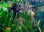 Cá ông tiên size nhỏ , cá mạnh khỏe dễ nuôi