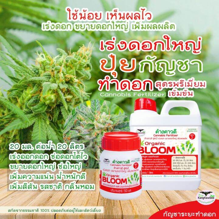 ปุ๋ยกัญ-ระยะทำดอก-เร่งดอกโตไว-ขยายดอกใหญ่-ช่อดอกแน่น-ดอกสมบูรณ์-ค้างคาวดี-สูตร2-เพิ่มน้ำหนัก-เพิ่มสีสัน-เพิ่มรสชาติและกลิ่นหอม