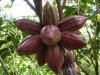 Best seller bột cacao 100% nguyên chất - không đường - hũ 440gr - tốt cho - ảnh sản phẩm 5