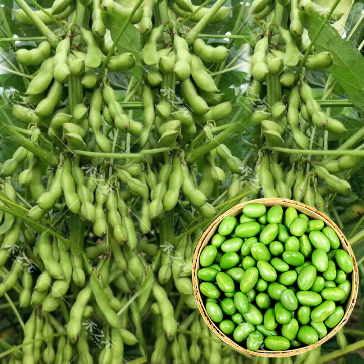 [High Germination] Edamame Seed Vegetable Seeds for Planting High Yield