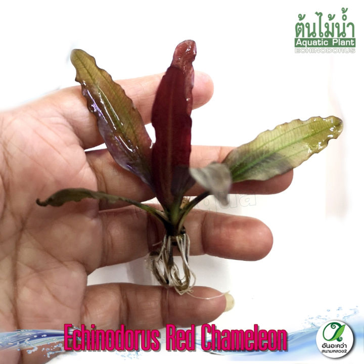 อะเมซอน-echinodorus-red-chameleon-ต้นไม้น้ำ