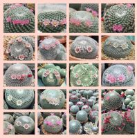 เมล็ดแคคตัส แมมนกฮูก (mammillaria microthele) 50 เมล็ด