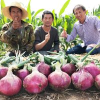 บานเพื่อคุณเท่านั้น50เมล็ดพันธุ์ หัวหอม Onion Seed Vegetable Seed เมล็ดพันธุ์ผัก เมล็ดพันธุ์ เมล็ดดอกไม้ พันธุ์ไม้หายาก เมล็ด ไม้ประดับ ต้นไม้ฟอกอากาศ  [ไม่ใช่พืช! เป็นเมล็ดพันธุ์] [คลังสินค้าจุด][ขายตรงจากโรงงาน][ของแท้อย่างเป็นทางการ][โปรโมชั่นลดราคา]