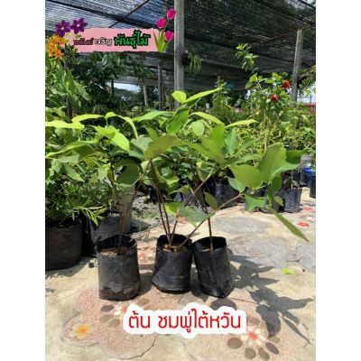 ( PRO+++ ) โปรแน่น.. ต้นชมพู่ไต้หวัน พร้อมส่ง ราคาสุดคุ้ม พรรณ ไม้ น้ำ พรรณ ไม้ ทุก ชนิด พรรณ ไม้ น้ำ สวยงาม พรรณ ไม้ มงคล