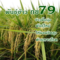 พันธุ์ข้าวกข79ชุดทดลองปลูก 1กิโลกรัม