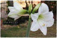 2 หัว/ชุด ว่านสีทิศฮอลแลนด์ Amaryllis Hippeastrum Alfrescoขนาดหัว 18-24 ซ.ม สินค้านำเข้า หัวแช่เย็นแล้ว หัวมีขนาดใหญ่