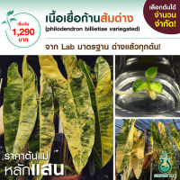 ฟิโลเดนดรอนก้านส้ม ด่างทุกต้น เลือกได้ 1ใบด่าง 2ใบด่าง 3ใบด่าง แม่พันธุ์เชื้อด่างสวย เก็บเงินปลายทางได้ จำนวนจำกัด