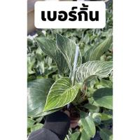 ( Pro+++ ) คุ้มค่า กิ้น ต้นกิ้น ฟิโลเดนดรอน ไซด์ใบใหญ่ ต้นใหญ่ สวยมาก ราคาดี พรรณ ไม้ น้ำ พรรณ ไม้ ทุก ชนิด พรรณ ไม้ น้ำ สวยงาม พรรณ ไม้ มงคล