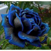 ( Promotion+++) คุ้มที่สุด 30 เมล็ด เมล็ดพันธุ์ กุหลาบ สีน้ำเงิน Rose Seeds ดอกใหญ่ นำเข้าจากต่างประเทศ พร้อมคู่มือ เมล็ดสด ใหม่ ราคาดี พรรณ ไม้ น้ำ พรรณ ไม้ ทุก ชนิด พรรณ ไม้ น้ำ สวยงาม พรรณ ไม้ มงคล