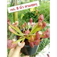 (ส่งทั้งกระถาง 8 นิ้ว) ต้นซาราซิเนีย พันธุ์ สกาเล็ตเบล (Sarracenia x Scaret belle) ไม้กินแมลง ใบกระเปราะสวย ไม้ประดับแต่งสวย ชอบน้ำ+แดด เลี้ยงง่าย