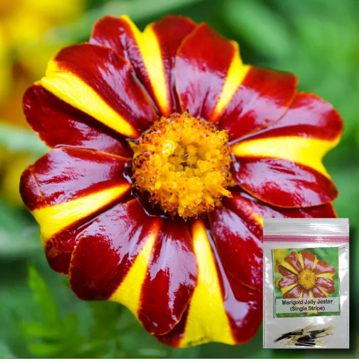 Now 20 seeds! Marigold Jolly Jester/Single Stripe Flower Seeds Lazada PH