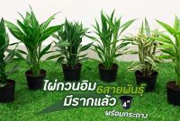 ไผ่กวนอิมมีรากพร้อมกระถาง 4 นิ้ว [ เงิน ทอง 5ต้น ] [ไผ่กวนอิมบัว 1 ต้น] กระถาง 4 นิ้ว (มีราก) ความสูง 30cm