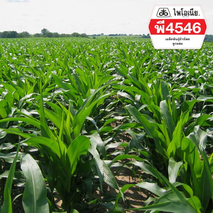 เมล็ดพันธุ์ข้าวโพดลูกผสม-ไพโอเนีย-p4546-ขนาด-3-5หุน-10-kg-ข้าวโพด-ผัก-เมล็ดพันธุ์พืช-ผักสวนครัว-พรรณไม้-พงษ์เกษตรอุตรดิตถ์