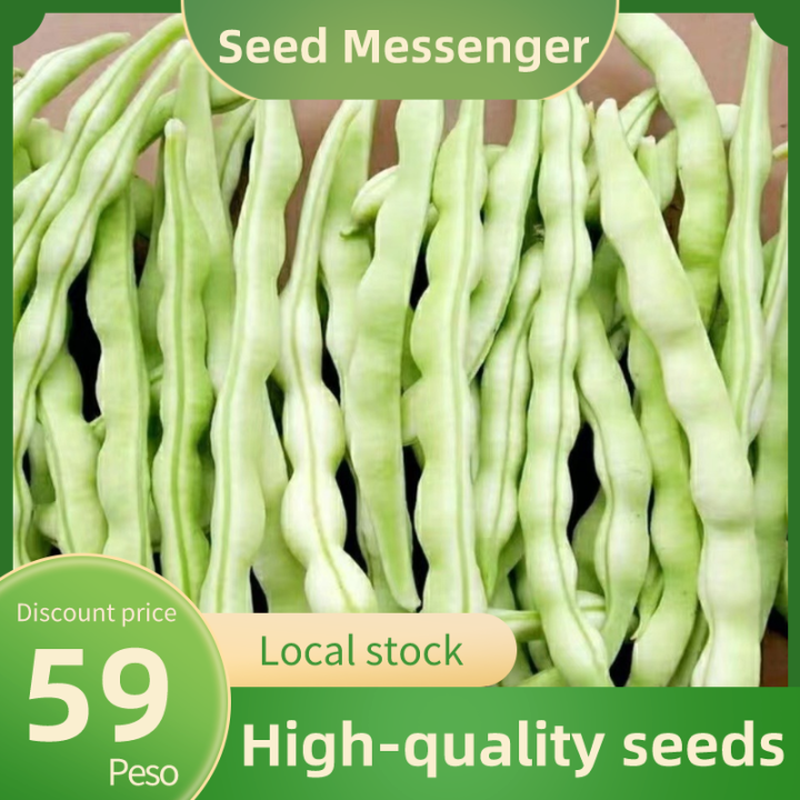(Tender White Kidney Bean Seeds)High yield F1 hybrid seed vegetable