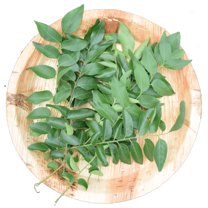 Sale Curry leaves / Peranakan / Fresh curry leaves with stalks / for