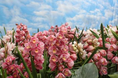 20 เมล็ดพันธุ์ เมล็ดกล้วยไม้ กล้วยไม้ ซิมบิเดียม (Cymbidium Orchids) Orchid flower seeds อัตราการงอก 80-85%