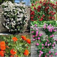 30 เมล็ด เมล็ดพันธุ์ กุหลาบ Climbing Rose Rosa Multiflora Rose Seed ดอกใหญ่ นำเข้าจากต่างประเทศ พร้อมคู่มือ เมล็ดสด