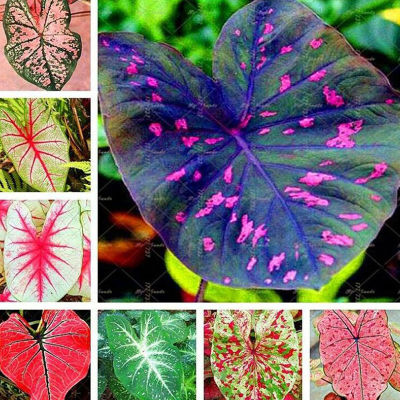 จัดส่งในพื้นที่ 100เมล็ด Caladium Seeds Mixed Color Flower Plants ต้นไม้มงคลสวยๆบอนสีแปลกๆ เมล็ดบอนสีแท้ บอนสีหายากสวยๆ ต้นบอนสีแปลกๆ ต้นไม้ใบด่าง หัวบอนสี เมล็ดดอกไม้สวย ต้นไม้ฟอกอากาศ บอนสีชายชล เมล็ดพันธุ์ผัก กวักมรกตด่าง ต้นไม้จิ๋ว เมล็ดบอนสีสวยๆ