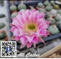 แคคตัสอิชินอปซิสไฮบริด พิงค์แองเจิ้ล ประมาณ 4-5 ซม. (Echinopsis Hybrid Pink Angle) บางต้นอาจมีริ้วรอยตรงโคนต้น โคนย่น ต้นเอียง