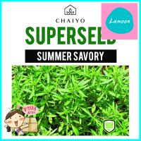 เมล็ดพันธุ์ซัมเมอร์ เซเวอรี่ ชัยโย 400 เมล็ดSUMMER SAVORY 400 SEEDS **หมดแล้วหมดเลย**