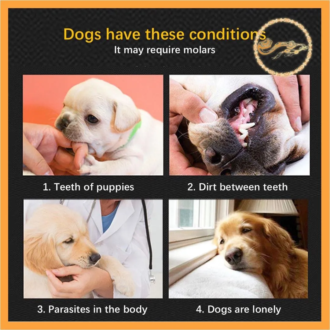 A closer look at Puppies Grinding Their Teeth Eating Grass With Arthritis