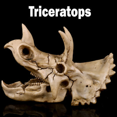 JAPAN โมเดล หัวกะโหลก Triceratops ไทรเซอราทอปส์ ไดโนเสาร์ Dinosaur สุดโหด วัสดุ เรซิ่น Resin กะโหลกผี Skull ตกแต่งบ้าน ปาร์ตี้ฮาโลวีน Halloween โครงกระดูก หัวกะโหลกจำลอง ของขวัญ Gift  Limited edition ของสะสมคอลเลคชั่นพิเศษ Collection