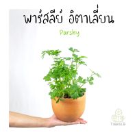 Treeno.9 T470 พาร์สลีย์ อิตาเลี่ยน Parsley ส่งแบบ ถุงดำ 6 นิ้ว สูง 30-40 ซม. สมุนไพร นิยมนำมาตกแต่งหรือประกอบอาหาร ประโยชน์มากมาย