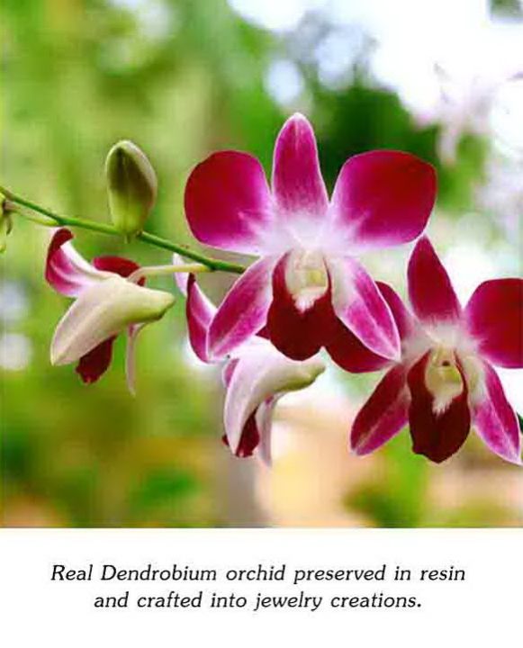 royal-orchid-เข็มกลัดกล้วยไม้
