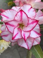 8 เมล็ด เมล็ดพันธุ์ ชวนชม สายพันธุ์ That Girl Dress สีชมพู Desert Rose Adenium Seed กุหลาบทะเลทราย ราชินีบอนไซ มีคู่มือปลูก ปลูกประดับบ้าน เป็นมงคล