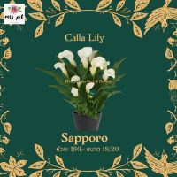 ( PRO+++ ) โปรแน่น.. หัวคาล่าลิลลี่ (Calla lily) สายพันธุ์ Sapporo ราคาสุดคุ้ม พรรณ ไม้ น้ำ พรรณ ไม้ ทุก ชนิด พรรณ ไม้ น้ำ สวยงาม พรรณ ไม้ มงคล