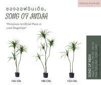 Song of India ต้นซองออฟอินเดีย ต้นไม้ปลอมเกรดพรีเมี่ยม มาดามขจี  Premium Artificial Plant