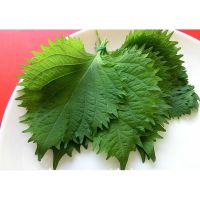 50 เมล็ด ชิโสะใบเขียว - Green Perilla (Shiso)