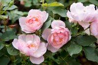 10 เมล็ด Rose Seeds เมล็ดพันธุ์ ราชินีแห่งดอกไม้ สัญลักษณ์ความรักและโรแมนติก สายพันธุ์กุหลาบพุ่ม Shrub สีชมพู