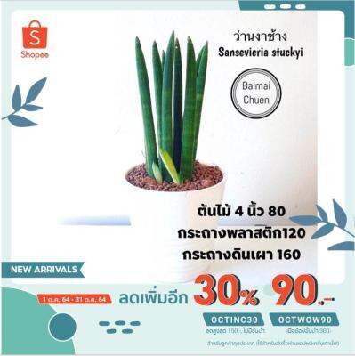 HOT** [ลด30% ใส่ OCTINC30] PRO+++ l ว่านงาช้าง Sansevieria stuckyi  80 ส่งด่วน พรรณ ไม้ น้ำ พรรณ ไม้ ทุก ชนิด พรรณ ไม้ น้ำ สวยงาม พรรณ ไม้ มงคล