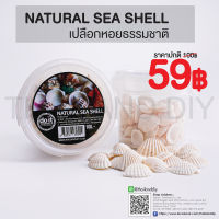 ?✨NATURAL SEA SHELL -  เปลือกหอยธรรมชาติ 02 ✨?