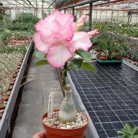 10 เมล็ดพันธุ์ ชวนชม สายพันธุ์ไต้หวัน สีชมพู Adenium Seeds กุหลาบทะเลทราย Desert Rose ราชินีบอนไซ มีคู่มือปลูก นำเข้าจากไต้หวัน