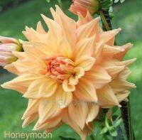 1 เหง้า/ชุด รักเร่ Dahlia Bulb สายพันธุ์ Honeymoon หัวรักเร่ ดอกไม้ หัวหน่อ เหง้า นำเข้า เนเธอร์แลน หัวสดใหม่