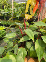 เอมเมอรัล เรด Philodendron Red Emerald ฟิโลเรดเอมเมอรัล ลำต้นสวยงาม จัดส่งพร้อมกระถาง 4 นิ้ว