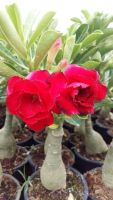 12 เมล็ด เมล็ดพันธุ์ ชวนชม สายพันธุ์ไต้หวัน ดอกสีแดง Adenium seed กุหลาบทะเลทราย Desert Rose ราชินีบอนไซ เปอร์เซ็นต์การงอก 80-90%